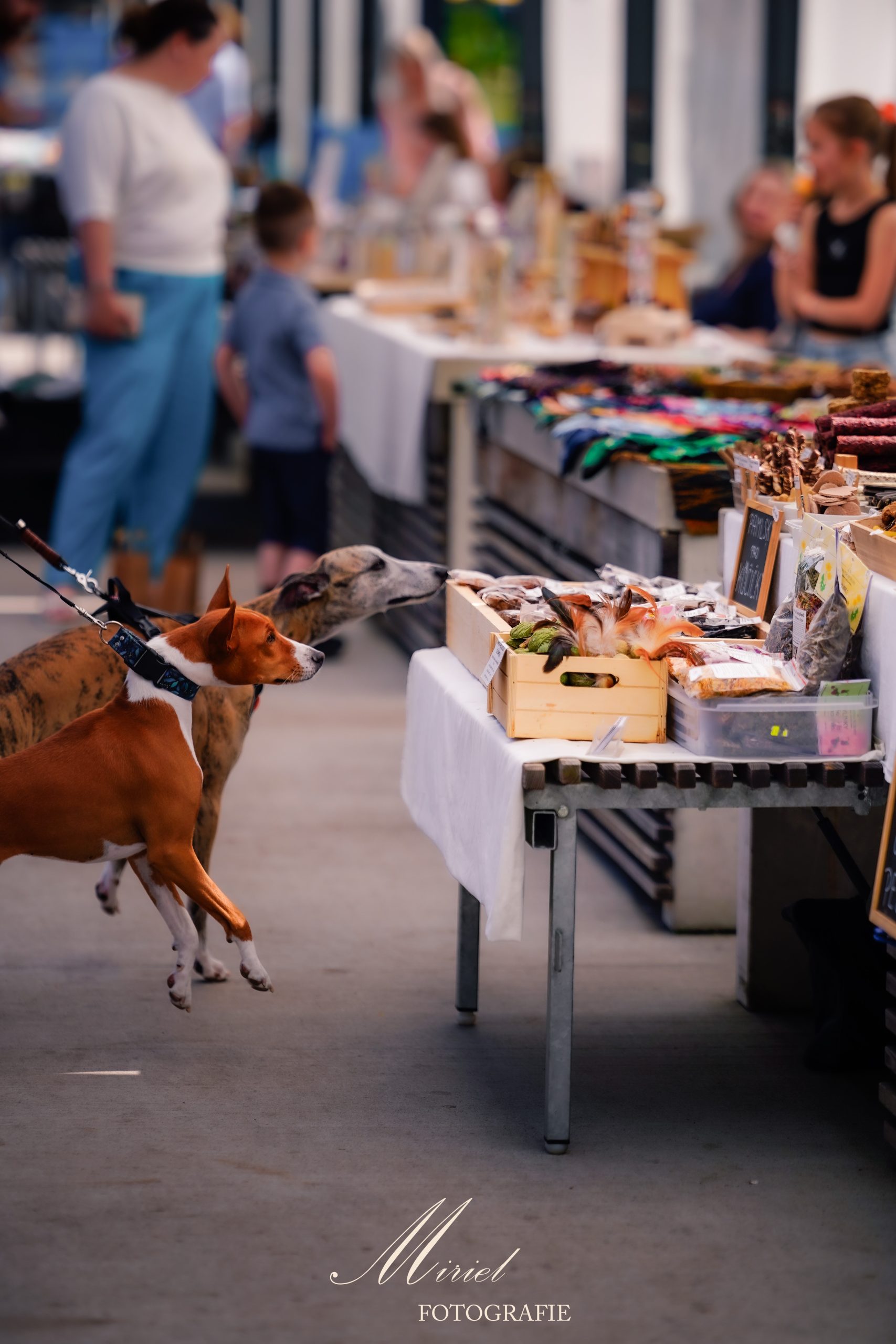 titulní obrazek události 'Psí a knižní market VIII.'