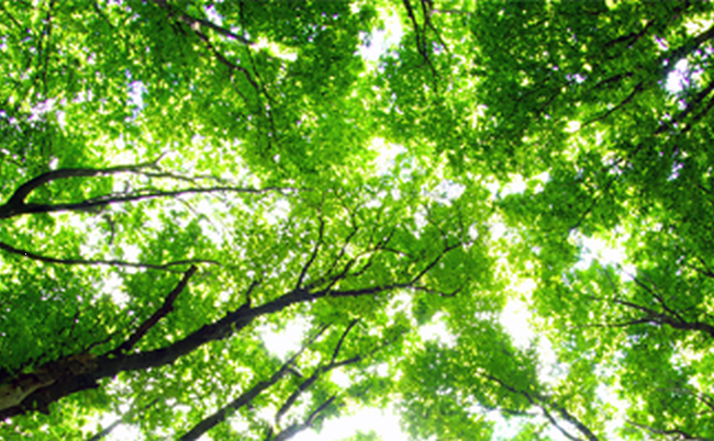 titulní obrazek události 'Filozofie pod korunami stromů'